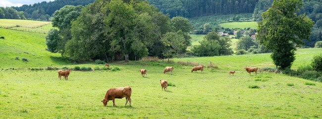 limousin cows graze in green grass of summer meadow in countryside near limoges in france