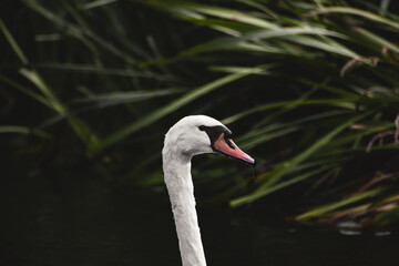 Graceful Swan swimming up stream of a calm river 