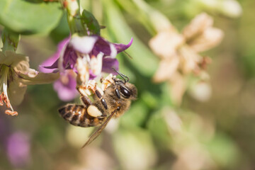  bee collects nectar while hanging on red flower side view on blurred background
