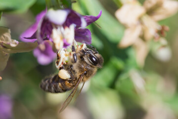 honey bee collects nectar hanging on red flower side view macro