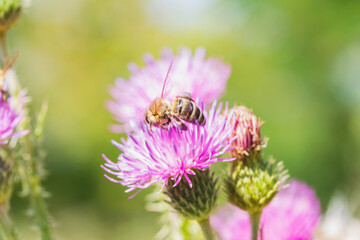  honey bee collects nectar on a thorn flower on a beautiful background