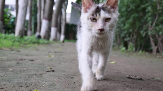 Stray cats in the woods