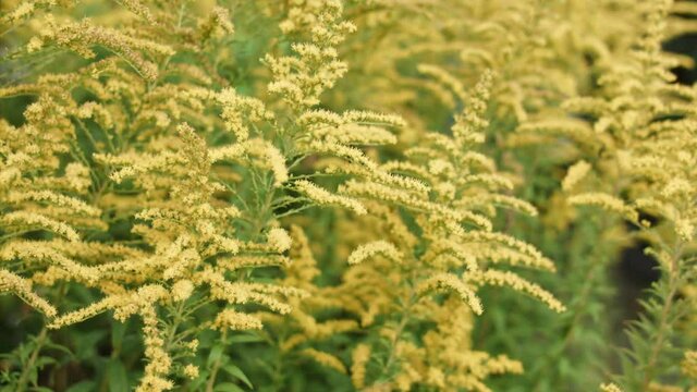 Blooming European Goldenrod Flowers, Solidago Virgaurea