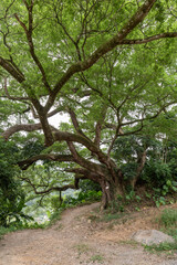 There is a dirt road under the tall old trees