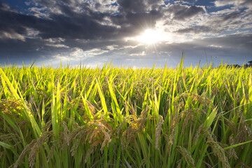 出雲平野の田園風景と稲穂