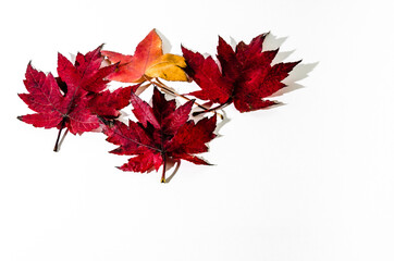 Autumn dry leaf fallen from tree on white background