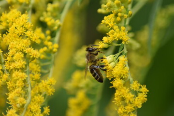 A bee collects nectar and pollen from yellow Goldenrod flowers close-up
