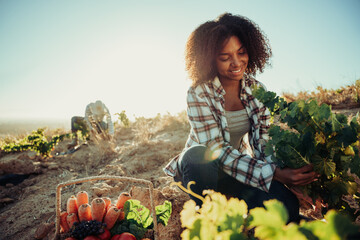 Mixed race female farmer picking fresh vegetables from farm land while male co worker digs 