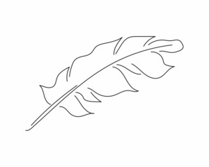 line drawing of elegant feather in silhouette on a white background. Linear stylized.Minimalist.