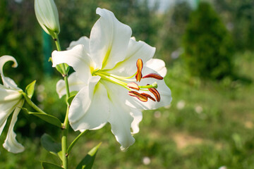 Beautiful white lily in a blooming garden.
