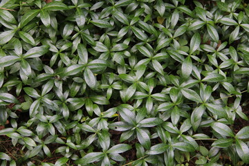 Many dark green glossy oval-shaped leaves of common periwinkle forming ground cover background in the garden in Lithuania