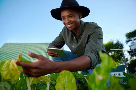 Mixed race male farmer working in vegetable patch holding digital tablet 