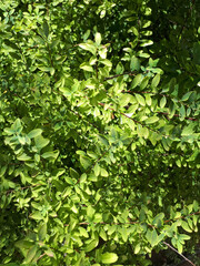 Fototapeta na wymiar Brilliant honeysuckle Maygrune is a low-growing, up to 1 meter, shrub with leathery evergreen leaves.