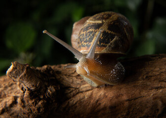 Garden Snail