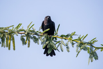Black Drango in questionable mood