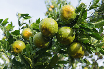 Ripe of fruits hanging on a tangerine tree in the garden, with water drops.