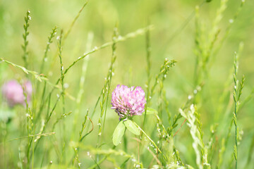 Blumen in der Natur - Vielfalt genießen