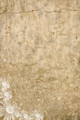 Fototapeta premium Rough ancient wall with white flowers