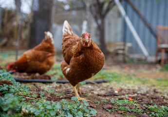 chickens feeding on grass