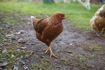 close-up of a red chicken in the backyard in Adelaide, South Australia