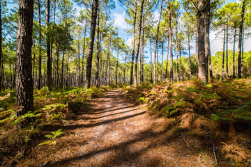 beautiful forest landscape in the south west of France - 458692224