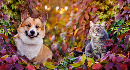 cute corgi dog and striped cat are sitting in the autumn garden among the bright multicolored...