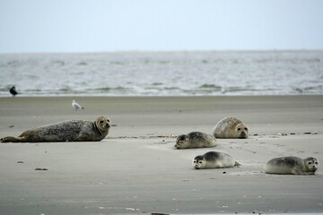 Fototapeta premium Seals on a sandbank in the Wadden Sea