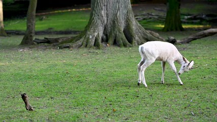 Close-up of a little white deer turning around
