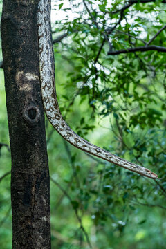 Python molurus or Indian rock python hanging on tree in natural monsoon green background at ranthambore national park rajasthan india
