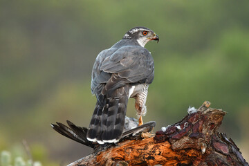 Azor adulto en el bosque