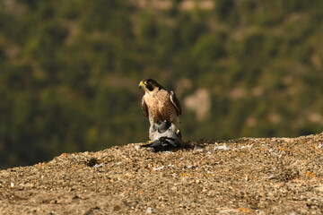 Halcon peregrino con presa en su comedero habitual