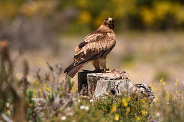 Aguila calzada con presa en su territorio de caza
