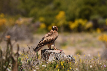 Aguila calzada con presa en su territorio de caza