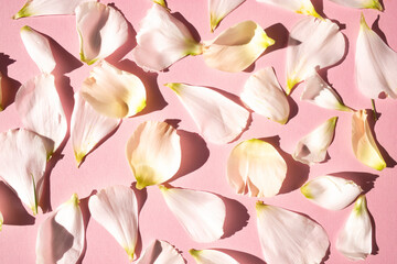 Rose petals on a pink background. Flat lay, close-up.