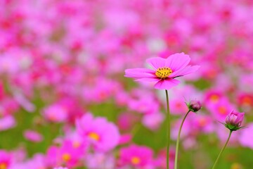 コスモス畑