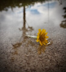 yellow flower on the stone
