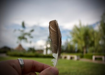 feather in the hand