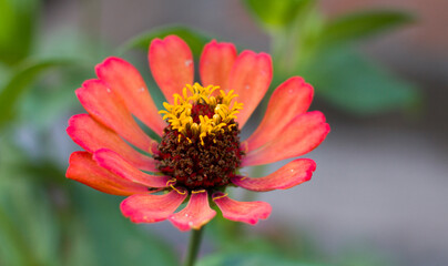 zinnia red flower in the garden
