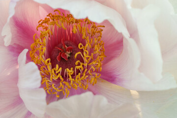 Pink Peony Flower Closeup Macro