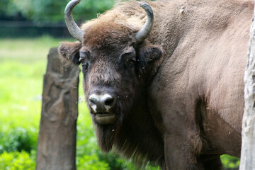 European bison ln close up