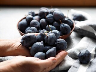 The hands of a senior woman are holding large autumn plums against the background of a bowl of plums. Natural fruits from the garden. Harvesting.