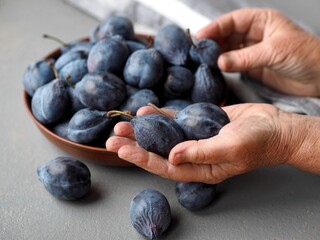 The hands of a senior woman are holding large autumn plums against the background of a bowl of plums. Natural fruits from the garden. Harvesting.
