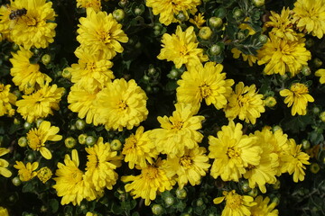 Many yellow flowers of Chrysanthemums in October