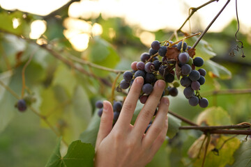 grapes nature green leaves winemaking