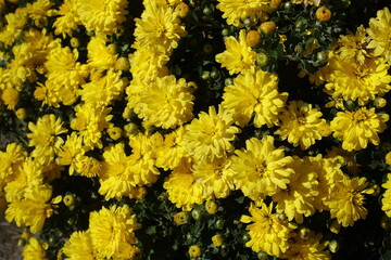 Numerous yellow flowers of Chrysanthemums in mid October