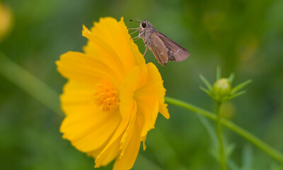 butterfly on flower