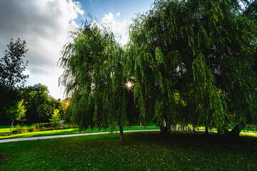 Sunstar in the park trees