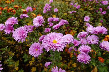 Obraz premium Numerous pink flowers of Chrysanthemums with droplets of water in mid November