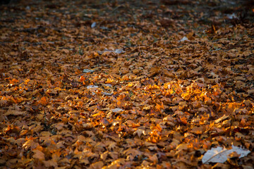 Autumn leaves spread on the ground