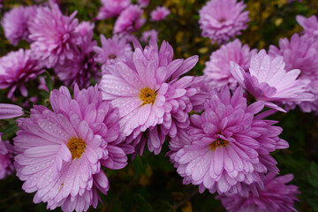 Fototapeta premium Pastel pink flowers of Chrysanthemums in mid November
